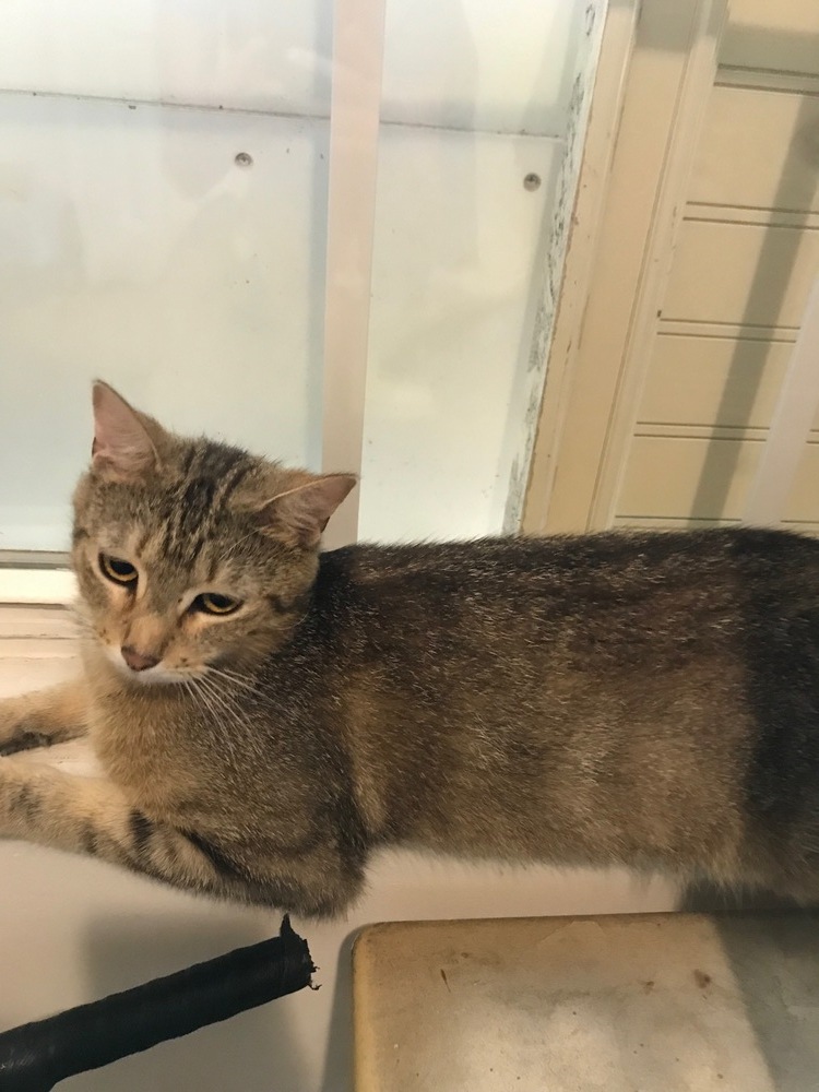 Spring, an adoptable Abyssinian, Tabby in Wilmington, NC, 28411 | Photo Image 1