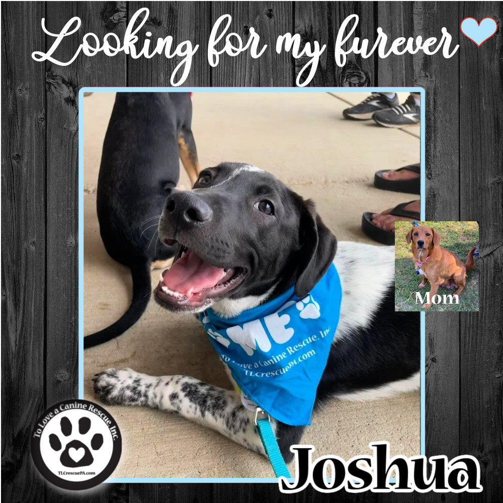 Joshua (Jessa Pup) 060422