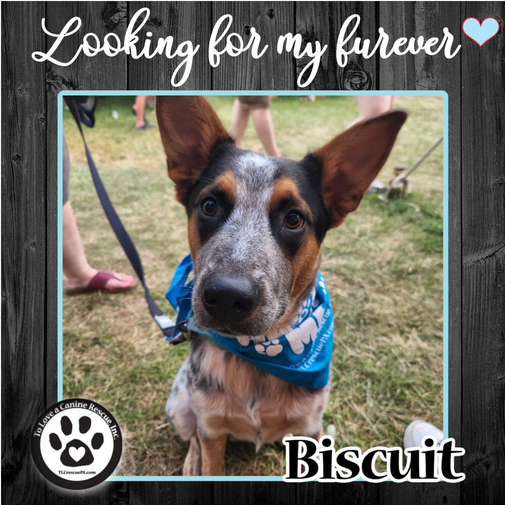 Biscuit 060422