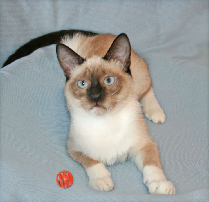 balinese cat adoption mn