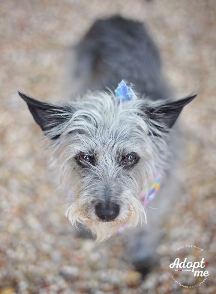 Alley, an adoptable Schnauzer Mix in Kingwood, TX_image-2