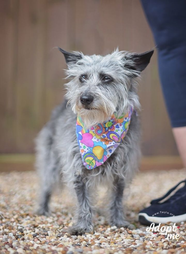 Alley, an adoptable Schnauzer Mix in Kingwood, TX_image-3