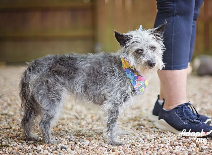 Alley, an adoptable Schnauzer Mix in Kingwood, TX_image-6