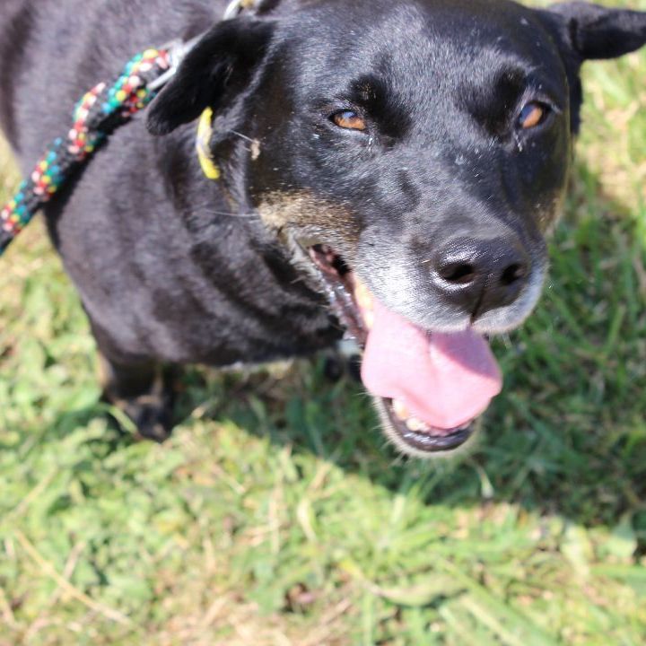 Rita, an adoptable Labrador Retriever in Reedsport, OR, 97467 | Photo Image 2