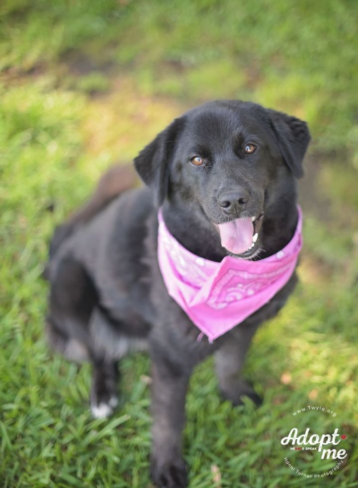 Vera, an adoptable Labrador Retriever Mix in Kingwood, TX_image-2