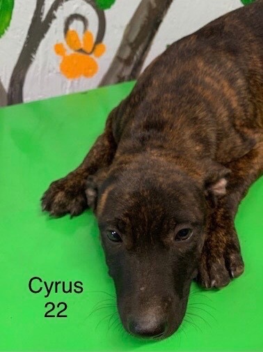 Cyrus 22