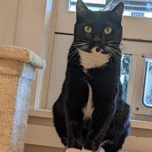 Darla, Adult Female Domestic Short Hair