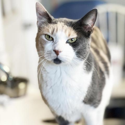 Mama Rainbow, an adoptable Domestic Short Hair in Mount Juliet, TN, 37122 | Photo Image 1