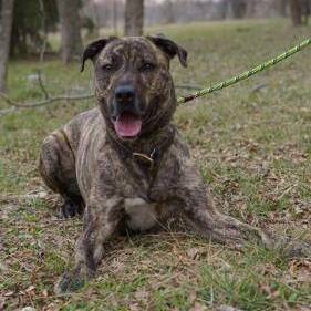 Dutch shepherd 2024 mastiff mix