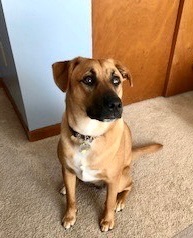 Mocha, an adoptable Labrador Retriever & Boxer Mix in Cincinnati, OH_image-2