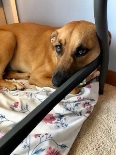 Mocha, an adoptable Labrador Retriever & Boxer Mix in Cincinnati, OH_image-3