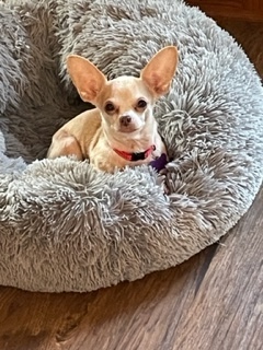 Chihuahua - Jazz - bonded with Ziggy