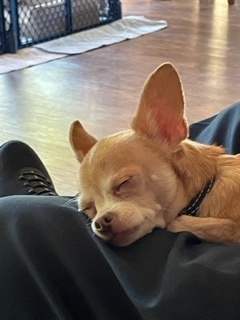 Chihuahua - Ziggy bonded with Jazz