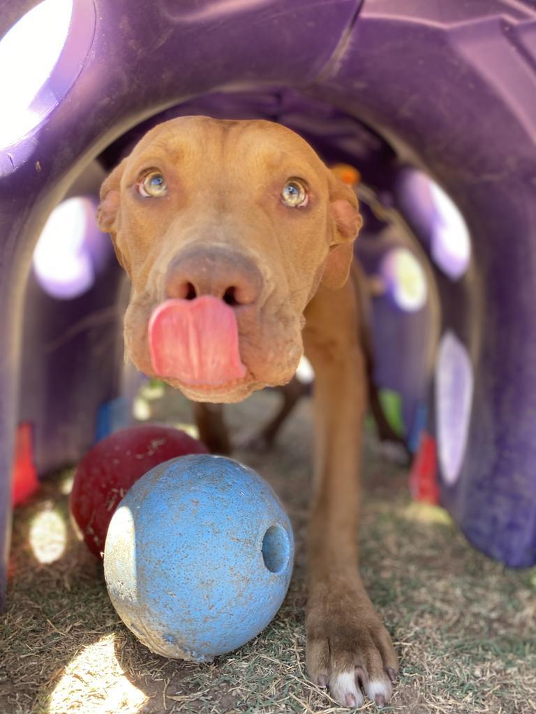 Titus (Beefcake), an adoptable Pit Bull Terrier in Big Spring, TX, 79720 | Photo Image 1