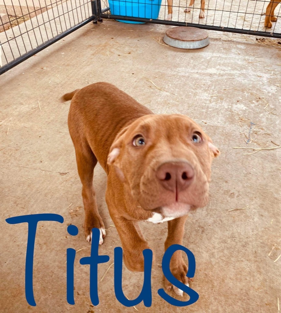 Titus (Beefcake), an adoptable Pit Bull Terrier in Big Spring, TX, 79720 | Photo Image 2