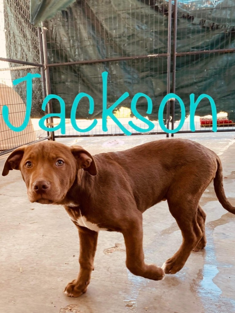 Jackson, an adoptable Pit Bull Terrier in Big Spring, TX, 79720 | Photo Image 2