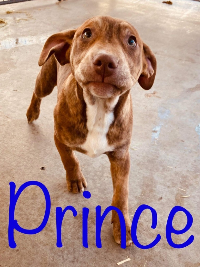 Prince, an adoptable Pit Bull Terrier in Big Spring, TX, 79720 | Photo Image 2
