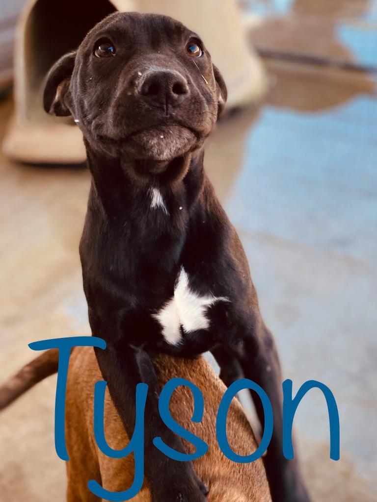 Tyson, an adoptable Pit Bull Terrier in Big Spring, TX, 79720 | Photo Image 2