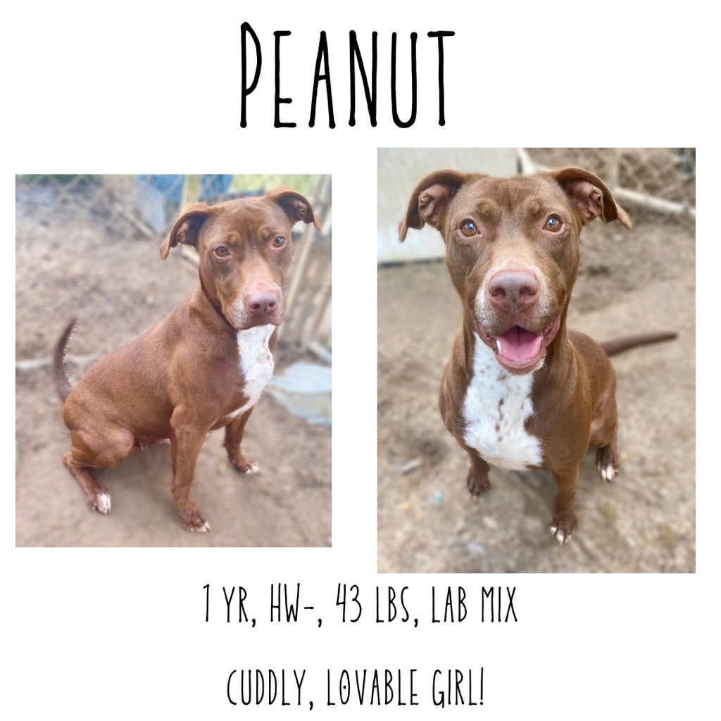 Peanut