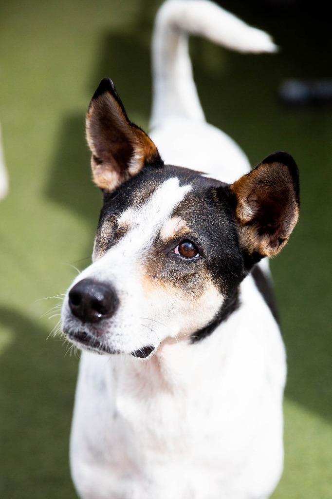 Bartek, an adoptable Cattle Dog, Jindo in Seattle, WA, 98125 | Photo Image 3