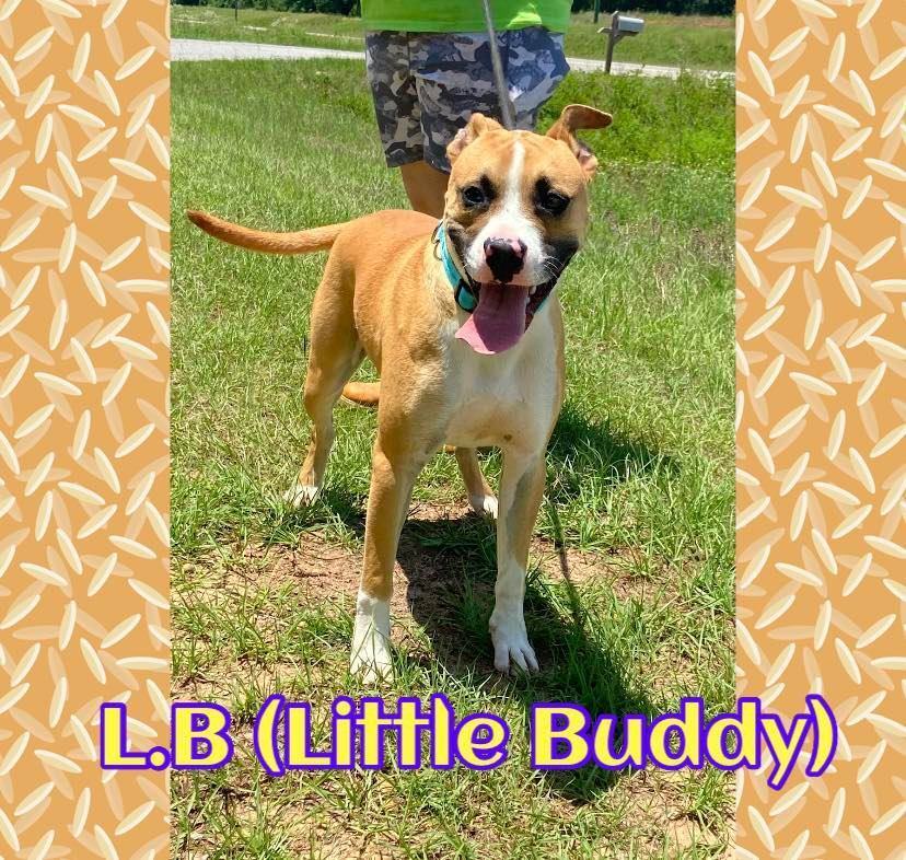 L. B (Little Buddy)