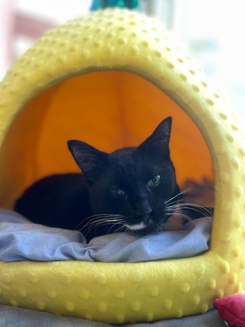 cat-for-adoption-clawde-sponsored-adoption-fee-a-domestic-short