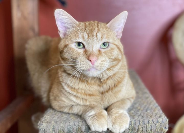 Romeo, an adoptable Domestic Short Hair Mix in Lacon, IL_image-2