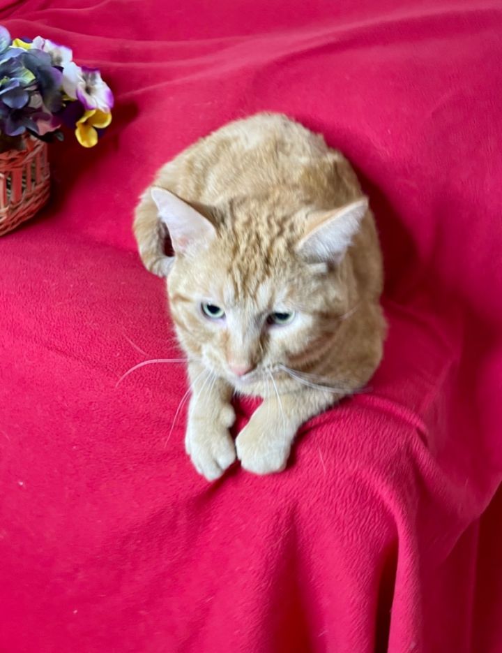 Romeo, an adoptable Domestic Short Hair Mix in Lacon, IL_image-4
