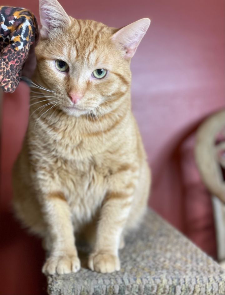 Romeo, an adoptable Domestic Short Hair Mix in Lacon, IL_image-5
