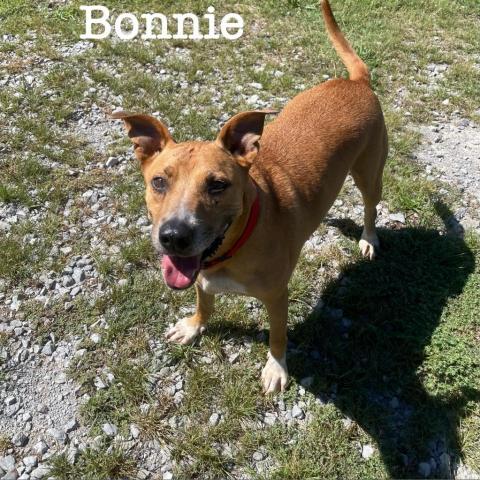 Bonnie