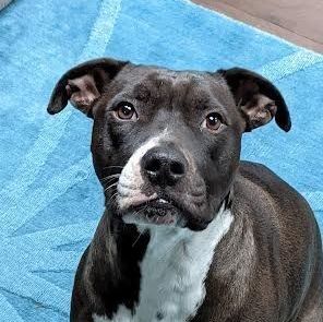 Trubby Trubbs, an adoptable Pit Bull Terrier in Tacoma, WA, 98448 | Photo Image 1