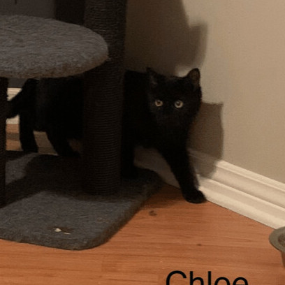 Chloe/Lolita