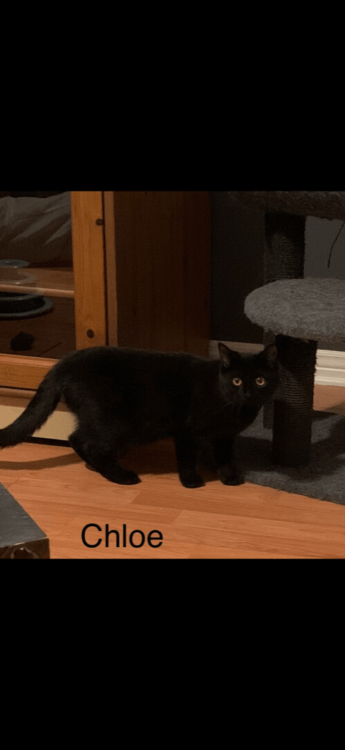 Chloe/Lolita