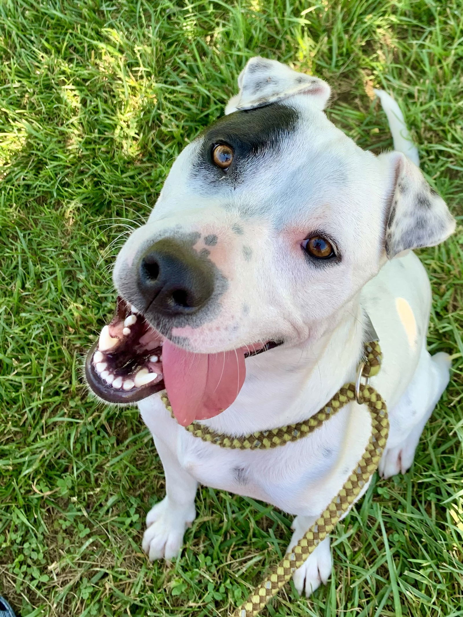 Reuger Apr 22, an adoptable Pit Bull Terrier in Pacolet, SC, 29372 | Photo Image 1