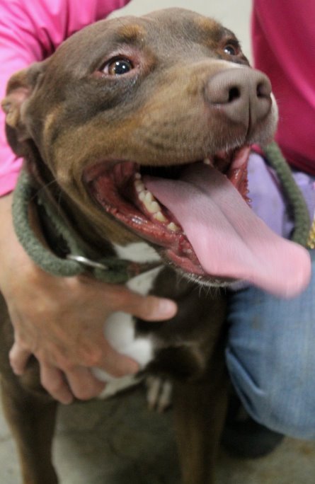 Nala, an adoptable American Bulldog Mix in Carrollton, GA_image-2
