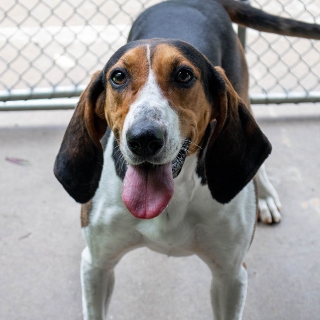 Gracie, an adoptable Treeing Walker Coonhound & Beagle Mix in Latrobe, PA_image-1