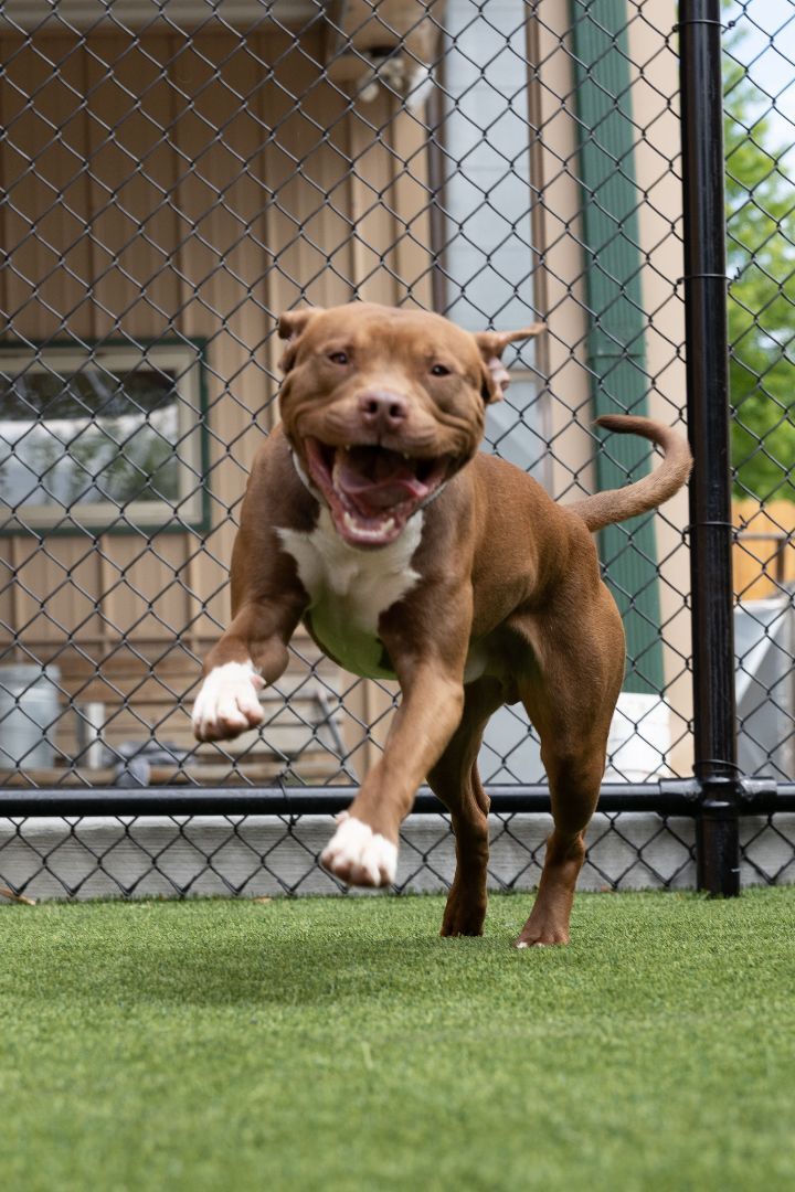 Scooby, an adoptable Pit Bull Terrier Mix in Naperville, IL_image-1