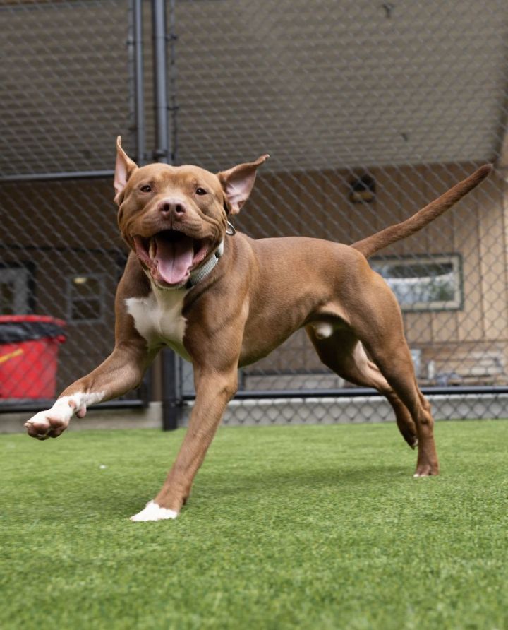 Scooby, an adoptable Pit Bull Terrier Mix in Naperville, IL_image-2