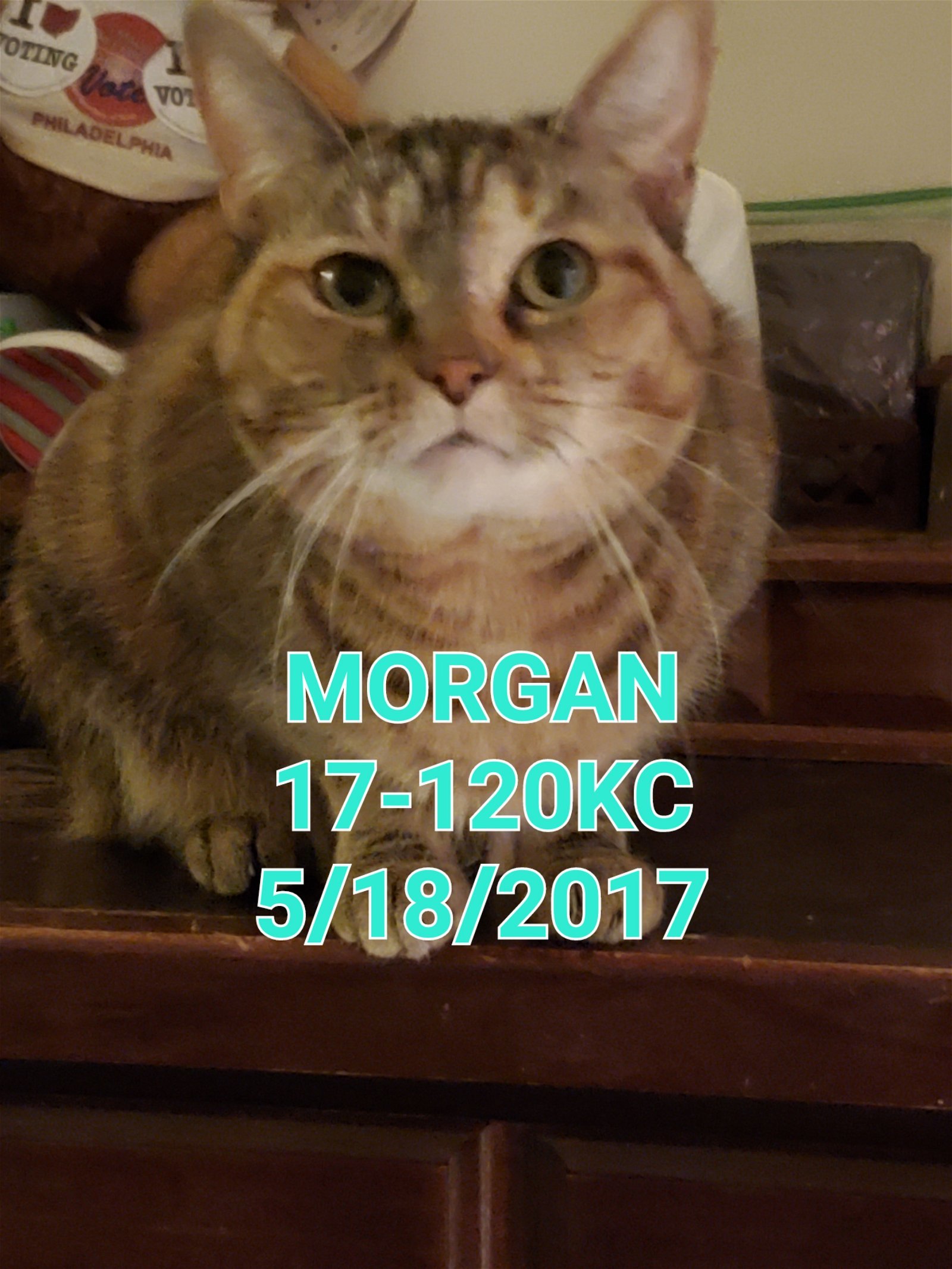 Morgan, an adoptable Torbie, Tortoiseshell in Canal Winchester, OH, 43110 | Photo Image 1