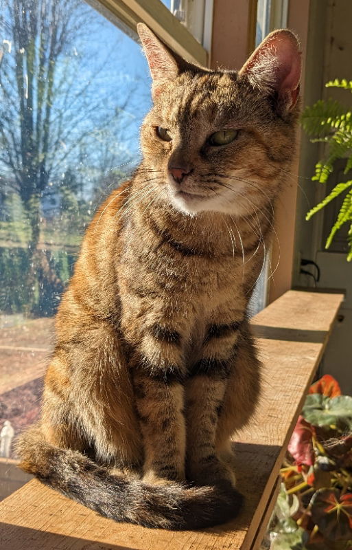 Morgan, an adoptable Torbie, Tortoiseshell in Canal Winchester, OH, 43110 | Photo Image 2