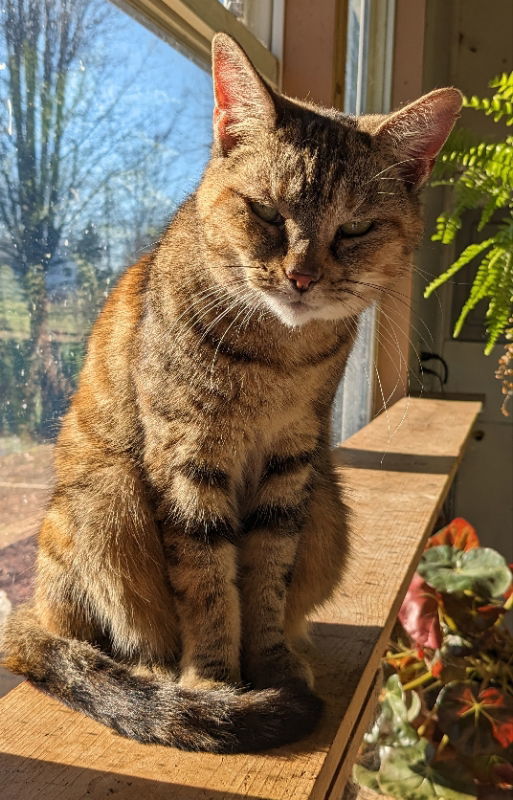 Morgan, an adoptable Torbie, Tortoiseshell in Canal Winchester, OH, 43110 | Photo Image 3