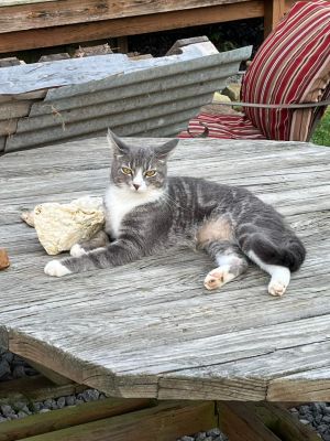 Violet, Young Female Domestic Short Hair