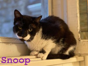 snoopy cat gif