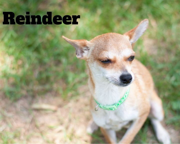 Reindeer, an adoptable Chihuahua Mix in Rockville, MD_image-3
