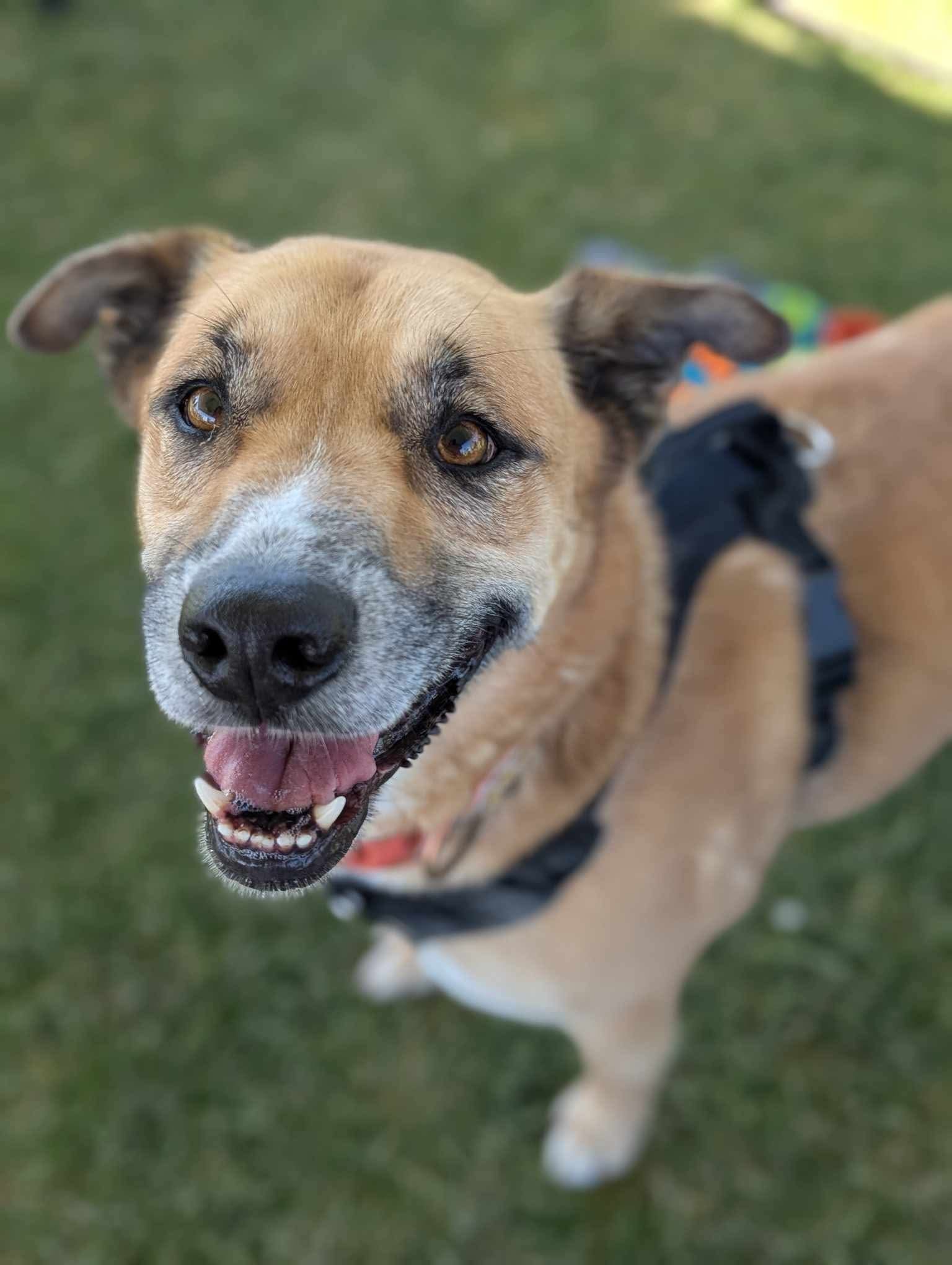 Chloe, an adoptable Shepherd, Boxer in El Centro, CA, 92243 | Photo Image 1