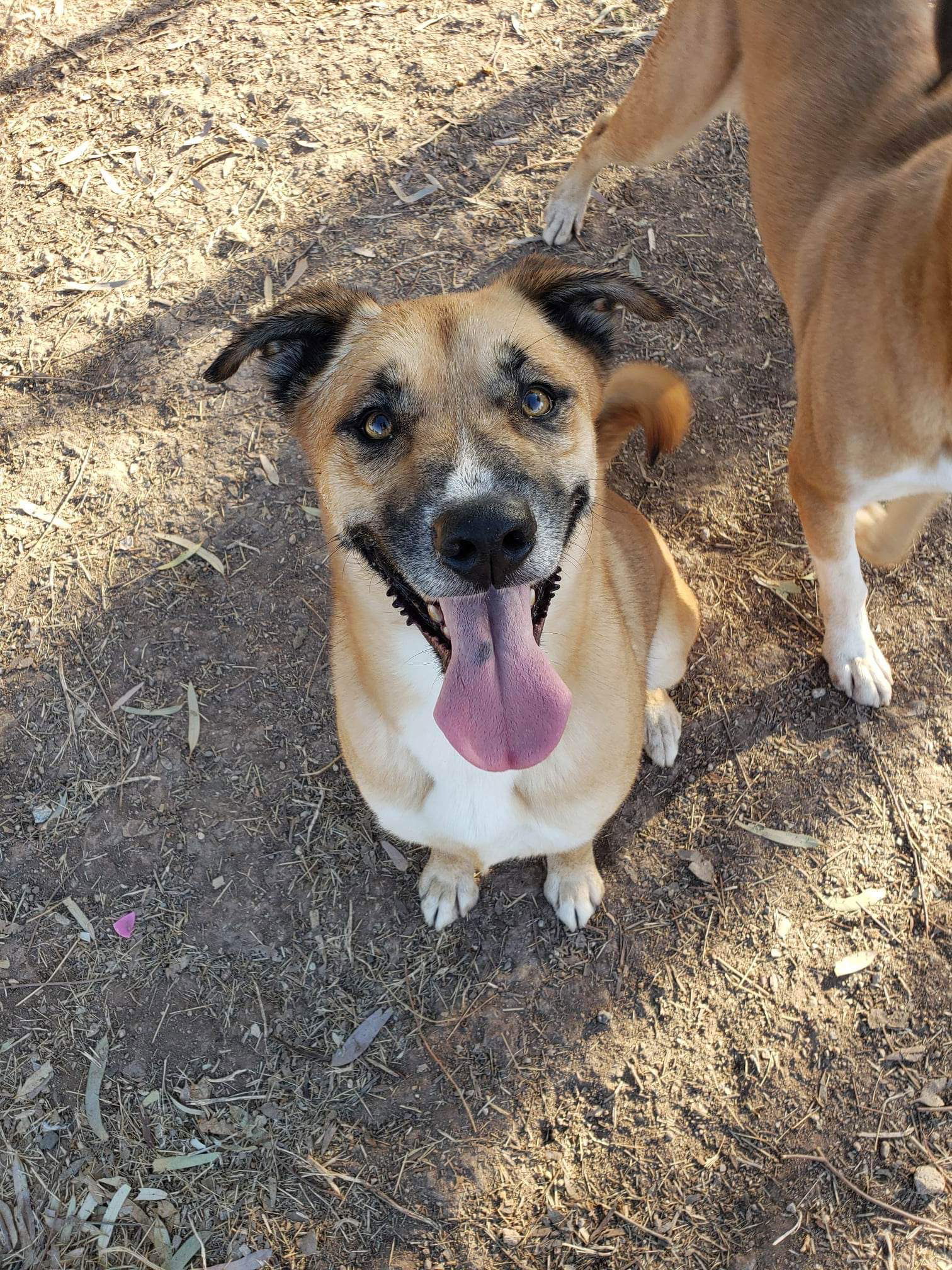 Chloe, an adoptable Shepherd, Boxer in El Centro, CA, 92243 | Photo Image 2