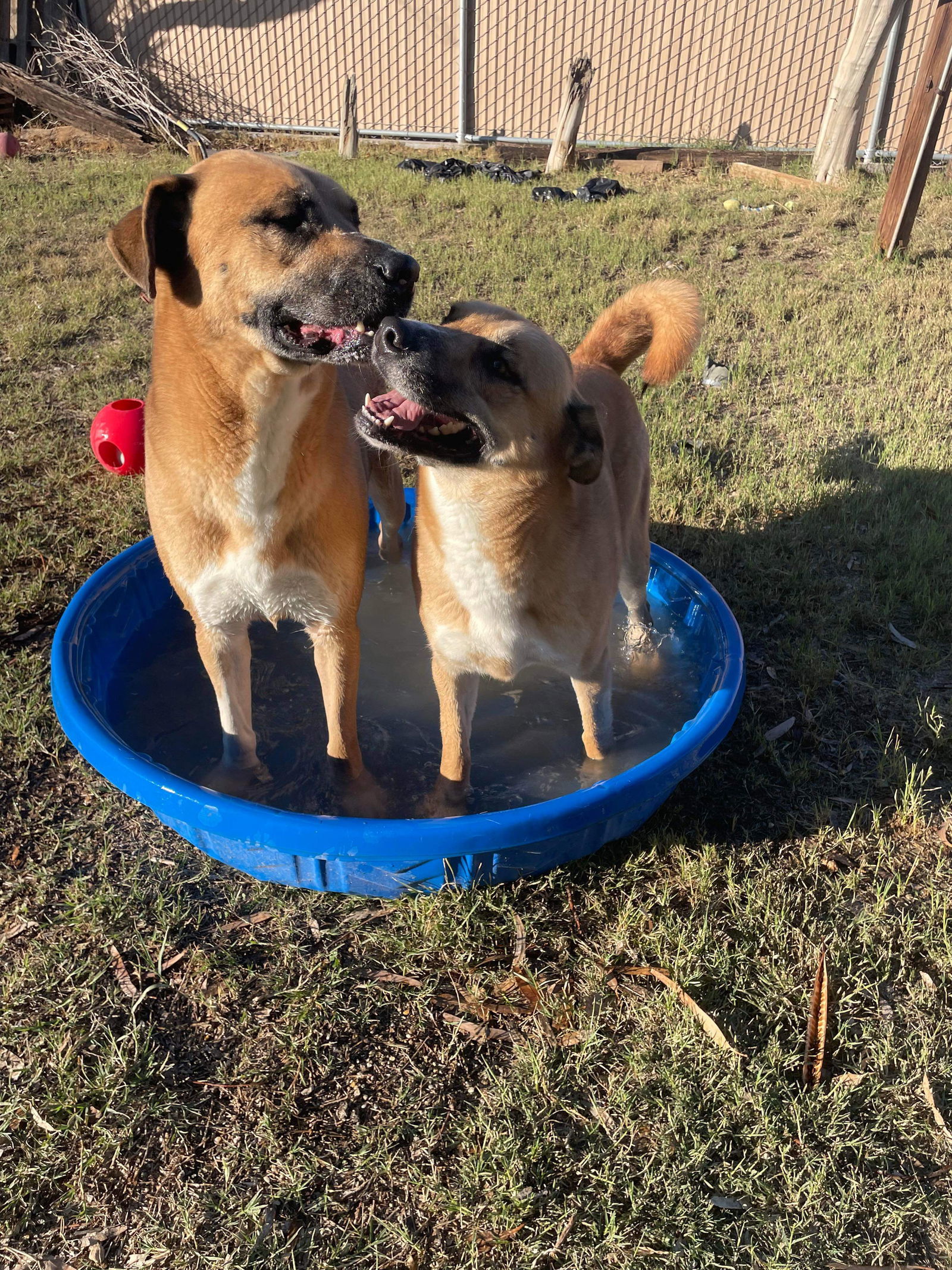 Chloe, an adoptable Shepherd, Boxer in El Centro, CA, 92243 | Photo Image 3