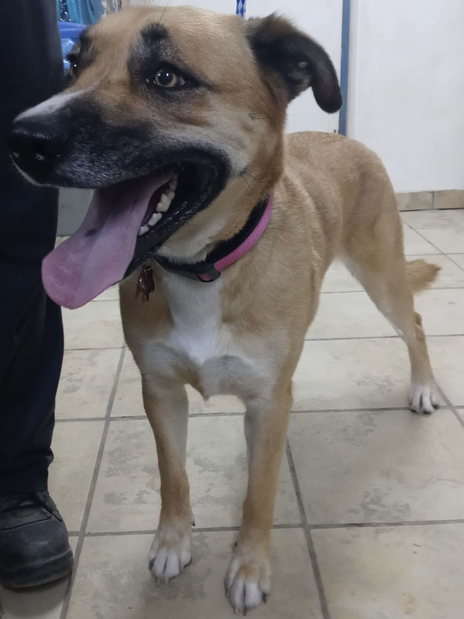 Chloe, an adoptable Shepherd, Boxer in El Centro, CA, 92243 | Photo Image 3