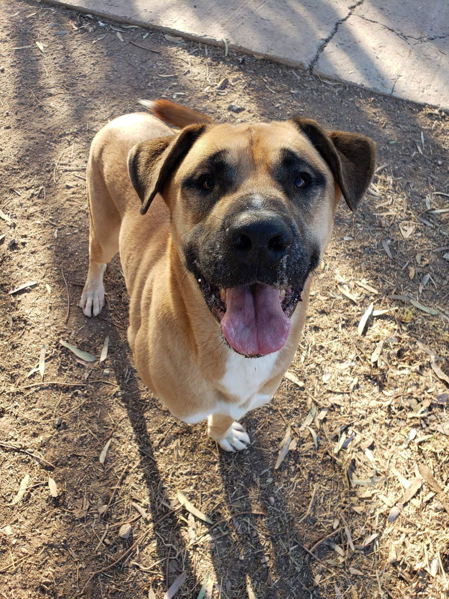 Hunter, an adoptable Shepherd, Boxer in El Centro, CA, 92243 | Photo Image 1