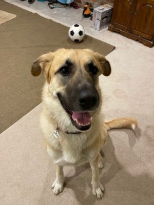  Female Great PyreneesGerman Shepard mix  Approximately 15 years old  Approximately 78 pounds 